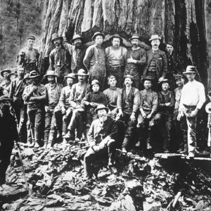 Lumberjacks Logging Gigantic Redwood Trees near Guerneville, Circa 1889